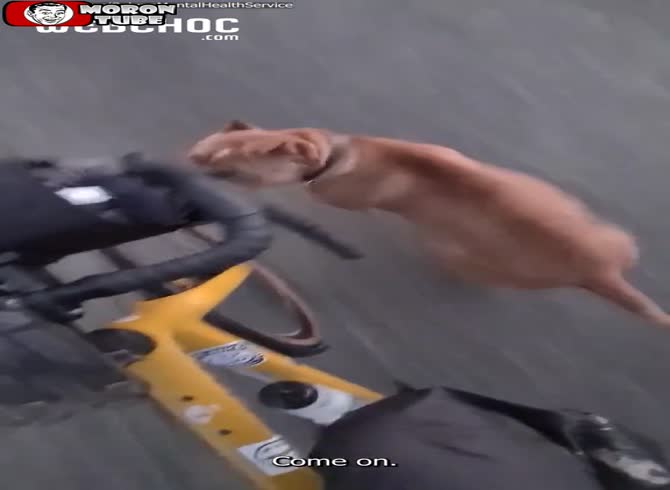 Video :Two pit dogs are pursuing the cyclist and attempting to bite him